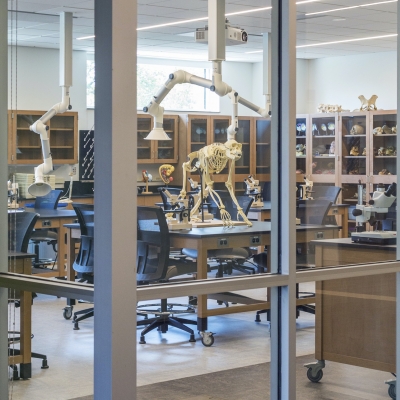 skeleton of an ape in lab classroom